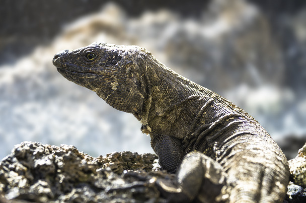 El Hierro